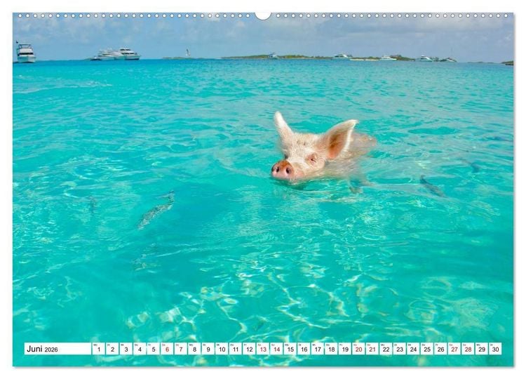 Produktbild: Schweine im Dauerurlaub auf den Bahamas! (hochwertiger Premium Wandkalender 2026 DIN A2 quer), Kunstdruck in Hochglanz