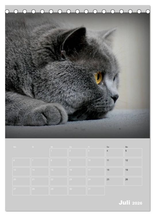 Produktbild: Graue Engel - Britischkurzhaar-Katzen (Tischkalender 2026 DIN A5 hoch), CALVENDO Monatskalender