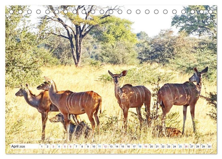 Produktbild: Namibia, Faszination W&uuml;ste und Tierwelt (Tischkalender 2026 DIN A5 quer), CALVENDO Monatskalender