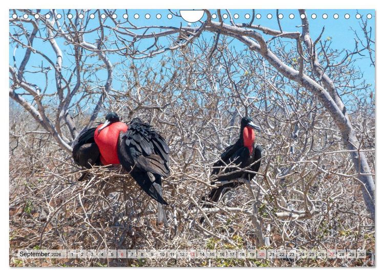 Produktbild: Die Galapagosinseln - Santa Cruz Island (Wandkalender 2026 DIN A4 quer), CALVENDO Monatskalender