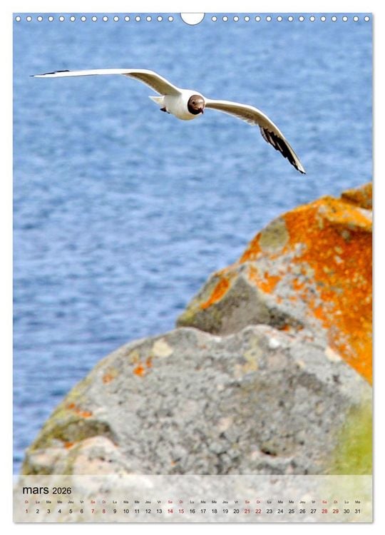 Produktbild: La mouette (Calendrier mural 2026 DIN A3 horizontal), CALVENDO calendrier mensuel