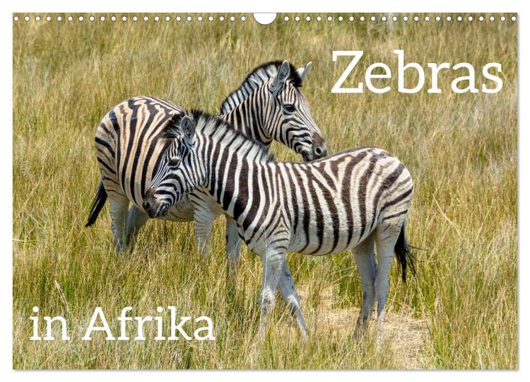 Produktbild: Zebras in Afrika (Wandkalender 2026 DIN A3 quer), CALVENDO Monatskalender