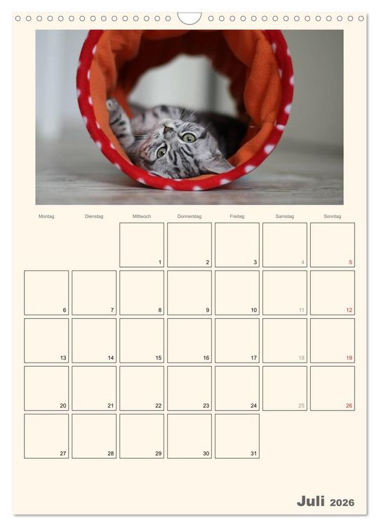 Produktbild: Schmusige Britisch Kurzhaar (Wandkalender 2026 DIN A3 hoch), CALVENDO Monatskalender