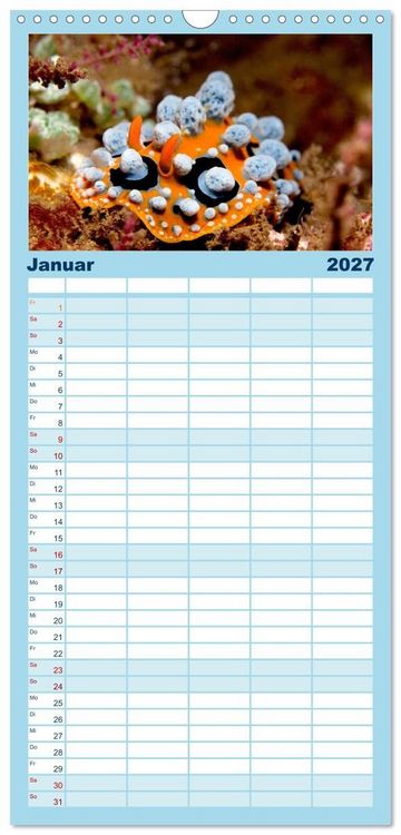 Produktbild: Familienplaner 2027 - Meeres-Schnecken mit 5 Spalten (Wandkalender, 21 x 45 cm) CALVENDO