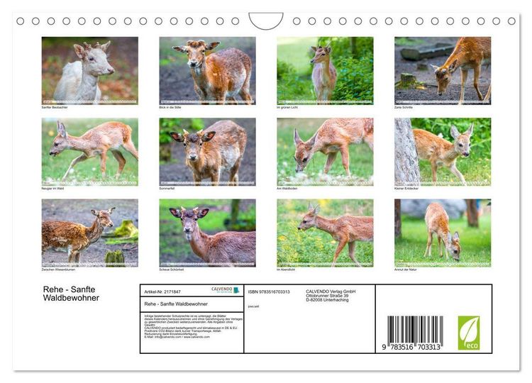 Produktbild: Rehe - Sanfte Waldbewohner (Wandkalender 2026 DIN A4 quer), CALVENDO Monatskalender