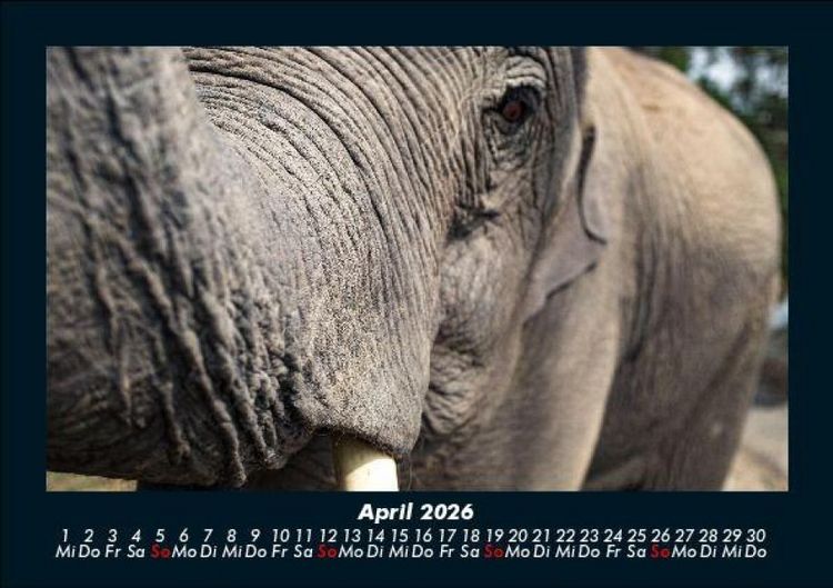 Produktbild: Der Elefantenkalender 2026 Fotokalender DIN A5