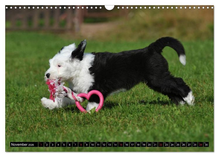 Produktbild: Traumhund Bobtail (Wandkalender 2026 DIN A3 quer), CALVENDO Monatskalender