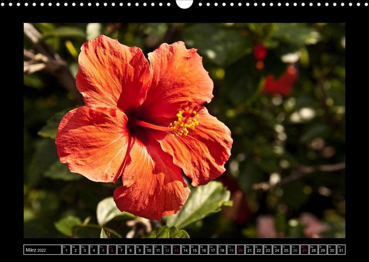 Produktbild: Sch&ouml;nheit im Atlantik &ndash; Madeira (Wandkalender 2022 DIN A3 quer)