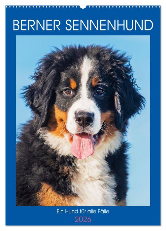 Produktbild: Berner Sennenhund - Ein Hund f&uuml;r alle F&auml;lle (Wandkalender 2026 DIN A2 hoch), CALVENDO Monatskalender