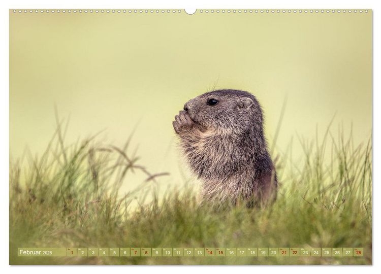 Produktbild: Tiere der Alpen - Murmeltier-Kinder (hochwertiger Premium Wandkalender 2026 DIN A2 quer), Kunstdruck in Hochglanz