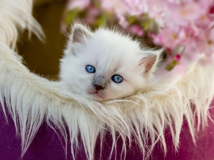 Produktbild: CALVENDO Puzzle Ein Motiv aus dem Kalender RAGDOLLS Impressionen aus der Kinderstube | 1000 Teile Lege-Gr&ouml;&szlig;e 64x48cm Foto-Puzzle f&uuml;r gl&uuml;ckliche Stunden