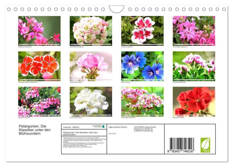 Produktbild: Pelargonien. Die Klassiker unter den Bl&uuml;hwundern (Wandkalender 2026 DIN A4 quer), CALVENDO Monatskalender