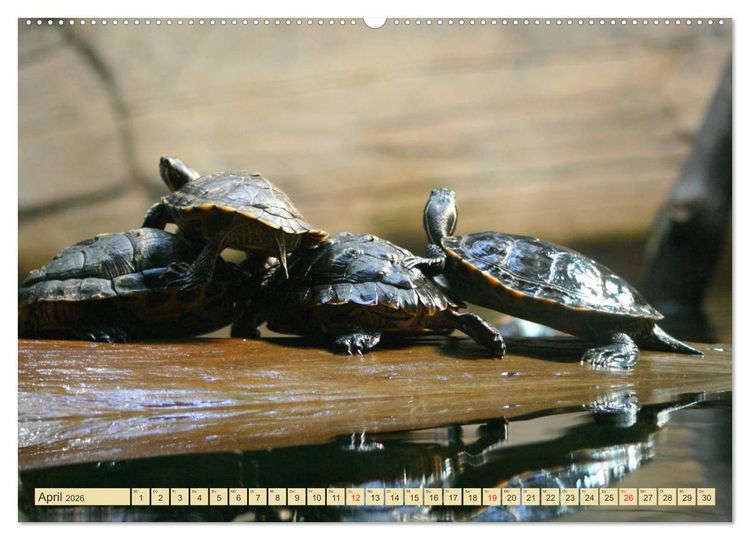 Produktbild: Schildkr&ouml;ten - Gepanzerte Urzeitwesen (hochwertiger Premium Wandkalender 2026 DIN A2 quer), Kunstdruck in Hochglanz
