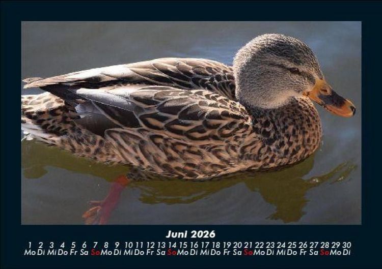 Produktbild: Enten 2026 Fotokalender DIN A5