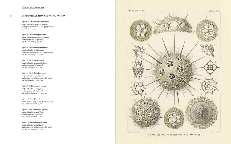 Produktbild: Art Forms from the Abyss