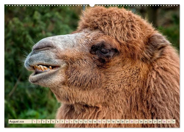 Produktbild: Kamel Gesichter (Wandkalender 2026 DIN A2 quer), CALVENDO Monatskalender