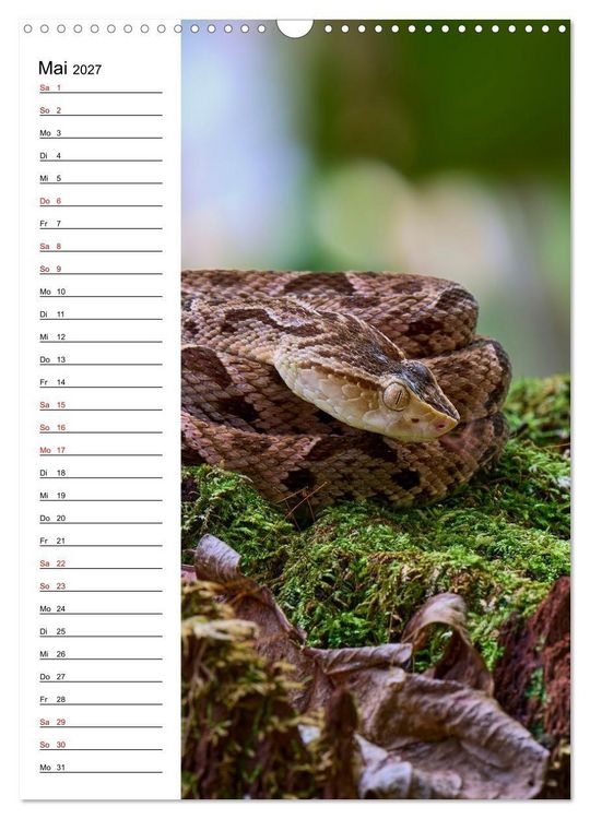 Produktbild: Costa Rica - Magische Tiere des Regenwaldes (Wandkalender 2027 DIN A3 hoch), CALVENDO Monatskalender
