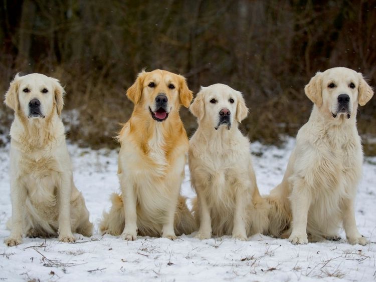 Produktbild: CALVENDO Puzzle Ein Motiv aus dem Kalender Golden Retriever - Ein Herz auf 4 Pfoten | 1000 Teile Lege-Gr&ouml;&szlig;e 64x48cm Foto-Puzzle f&uuml;r gl&uuml;ckliche Stunden