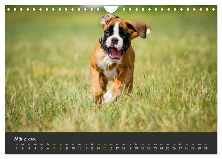 Produktbild: Wenn ich gro&szlig; bin werd' ich Boxer (Wandkalender 2026 DIN A4 quer), CALVENDO Monatskalender