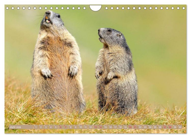Produktbild: Alpenmurmeltiere in freier Wildbahn (Wandkalender 2026 DIN A4 quer), CALVENDO Monatskalender
