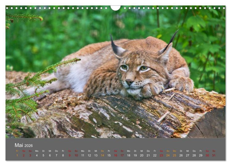 Produktbild: Der Luchs - Hochbeinig, Pinselohren, Backenbart (Wandkalender 2026 DIN A3 quer), CALVENDO Monatskalender