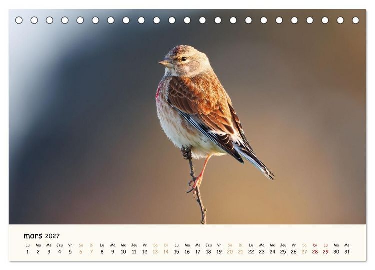 Produktbild: Les voisins du jardin - Une ann&eacute;e de rencontres (Calendrier de bureau 2027 DIN A5 vertical), CALVENDO calendrier mensuel