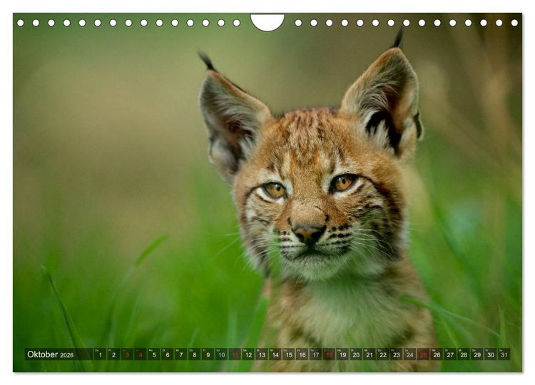 Produktbild: Der Luchs - Dem Pinselohr auf der Spur (Wandkalender 2026 DIN A4 quer), CALVENDO Monatskalender