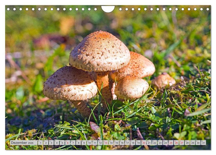 Produktbild: Pilze & Schwammerln (Wandkalender 2026 DIN A4 quer), CALVENDO Monatskalender
