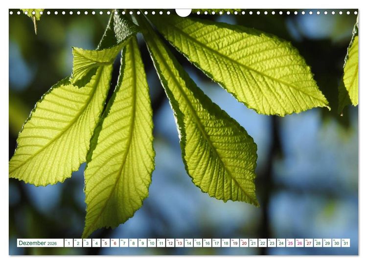 Produktbild: GR&Uuml;N . Die Kraft der Natur (Wandkalender 2026 DIN A3 quer), CALVENDO Monatskalender