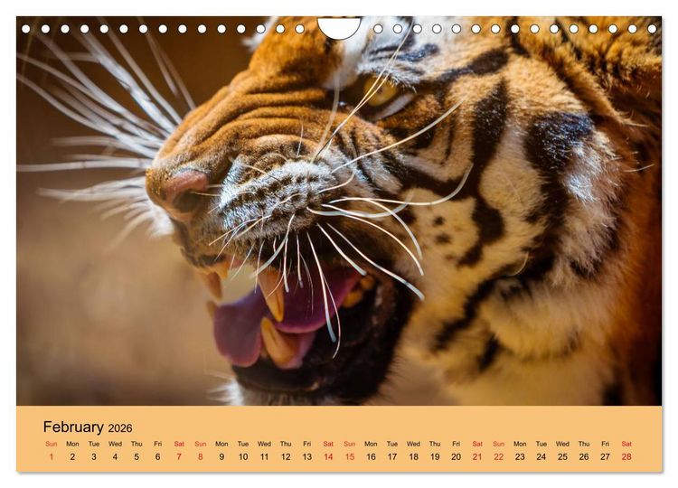 Produktbild: Just Bengal Tigers (Wall Calendar 2026 DIN A4 landscape), CALVENDO 12 Month Wall Calendar