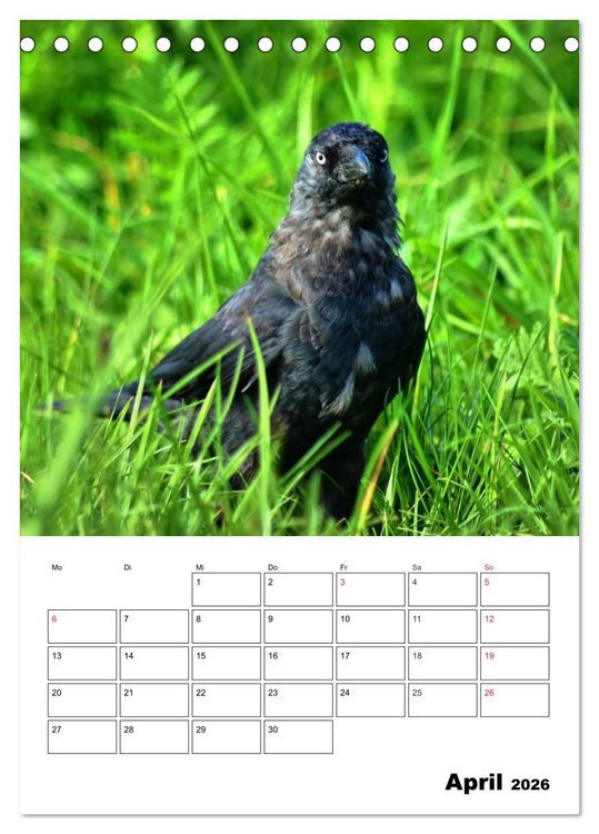 Produktbild: Heimische Wildtiere Terminplaner (Tischkalender 2026 DIN A5 hoch), CALVENDO Monatskalender