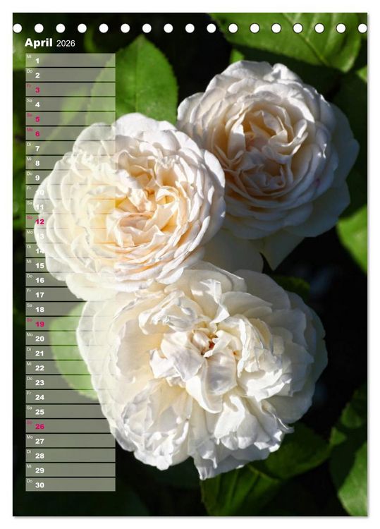 Produktbild: Rosen f&uuml;r DICH / Geburtstagskalender (Tischkalender 2026 DIN A5 hoch), CALVENDO Monatskalender