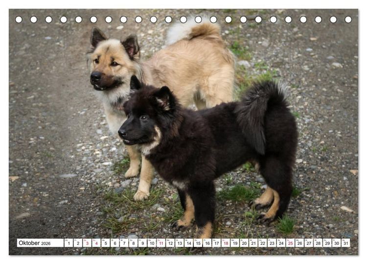 Produktbild: Eurasier, der Hund im Wolfspelz (Tischkalender 2026 DIN A5 quer), CALVENDO Monatskalender