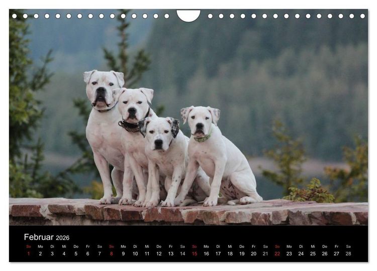 Produktbild: American Bulldog - stolz, loyal, einzigartig (Wandkalender 2026 DIN A4 quer), CALVENDO Monatskalender