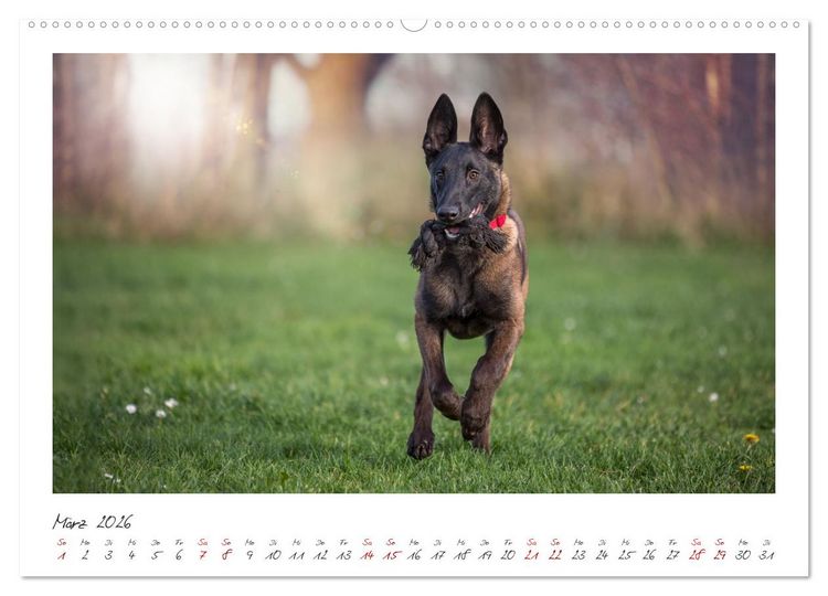 Produktbild: Traumhund Malinois (hochwertiger Premium Wandkalender 2026 DIN A2 quer), Kunstdruck in Hochglanz