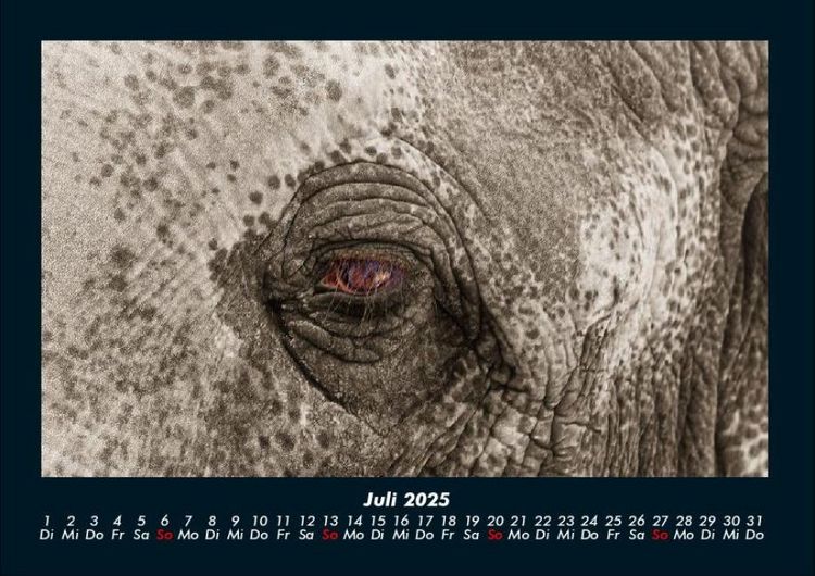 Produktbild: Elefanten - Die sanften Riesen Afrikas 2025 Fotokalender DIN A4