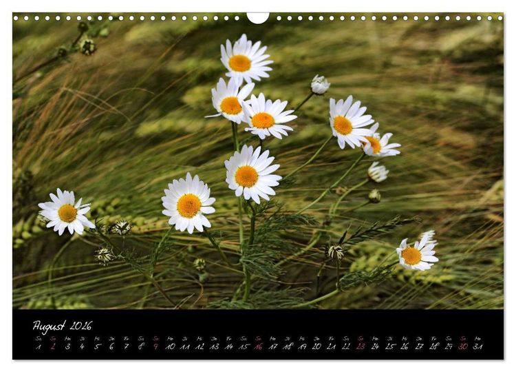 Produktbild: Zeit der Natur - Ein Augenblick zur Ewigkeit (Wandkalender 2026 DIN A3 quer), CALVENDO Monatskalender