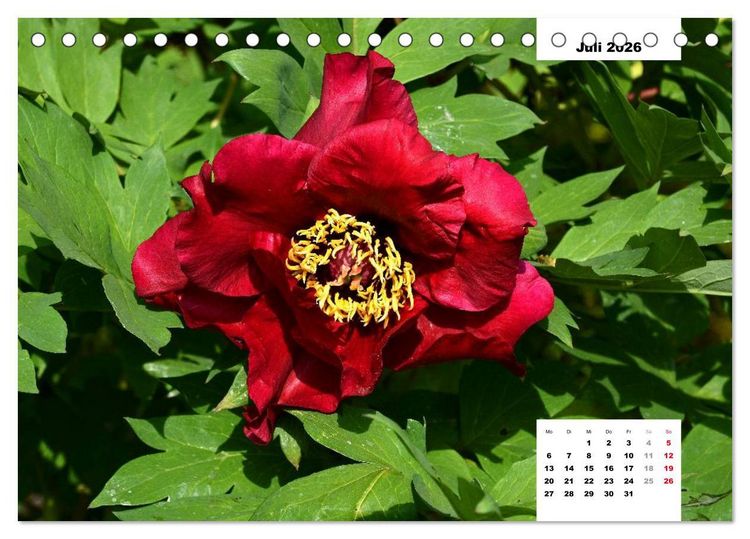 Produktbild: Zauber der P&auml;onien-Bl&uuml;te (Tischkalender 2026 DIN A5 quer), CALVENDO Monatskalender