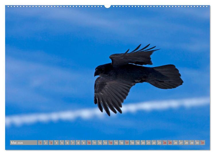 Produktbild: Wir sind die fliegenden Stars (Wandkalender 2026 DIN A2 quer), CALVENDO Monatskalender
