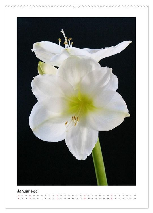 Produktbild: Poesie wei&szlig;er Bl&uuml;ten (Wandkalender 2026 DIN A2 hoch), CALVENDO Monatskalender