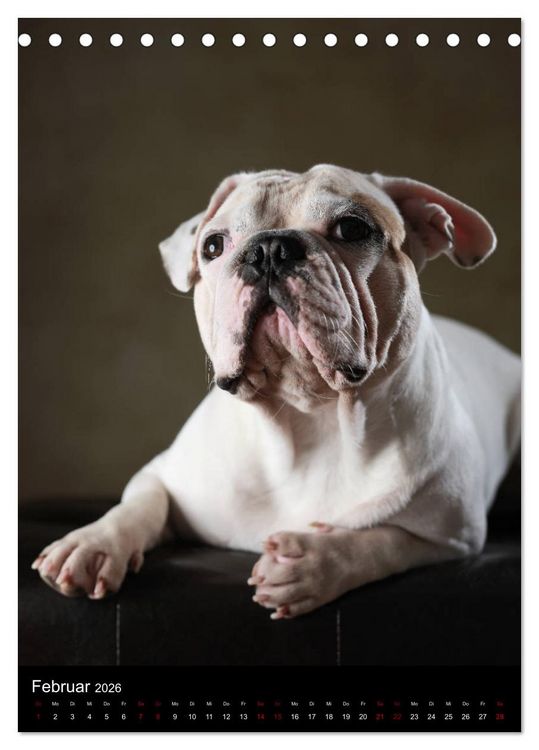 Produktbild: Bullys mit Charme - Franz&ouml;sische Bulldoggen im Portrait (Tischkalender 2026 DIN A5 hoch), CALVENDO Monatskalender