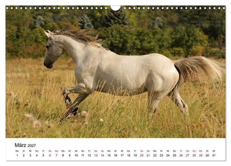 Produktbild: PFERDE - Zwischen Himmel, Erde und Hufschlag (Wandkalender 2027 DIN A3 quer), CALVENDO Monatskalender