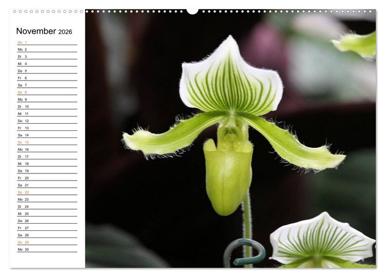 Produktbild: Prachtvolle Orchideen (Wandkalender 2026 DIN A2 quer), CALVENDO Monatskalender