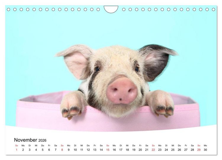 Produktbild: Niedliche Ferkel lovely piglets 2026 (Wandkalender 2026 DIN A4 quer), CALVENDO Monatskalender