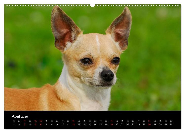 Produktbild: Chihuahua - Kleine Hunde ganz gro&szlig; (hochwertiger Premium Wandkalender 2026 DIN A2 quer), Kunstdruck in Hochglanz
