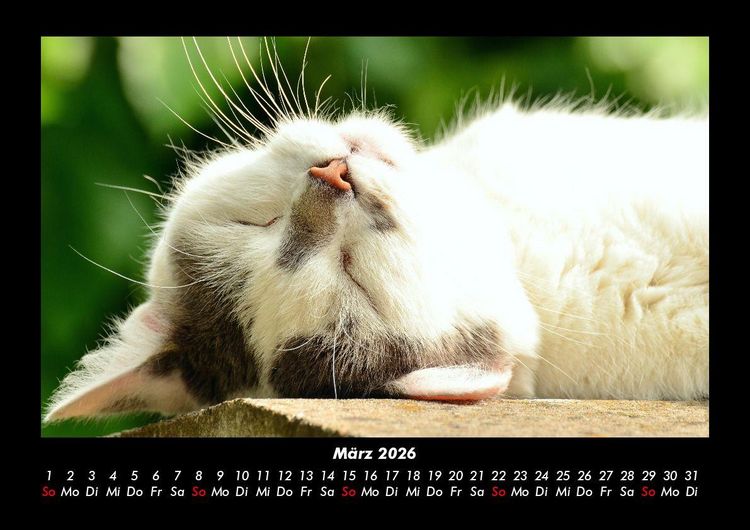 Produktbild: F&uuml;r Katzenfreunde 2026 Fotokalender DIN A3