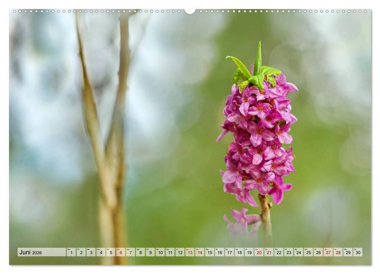 Produktbild: Wenn Bl&uuml;ten tr&auml;umen tanzt das Licht (Wandkalender 2026 DIN A2 quer), CALVENDO Monatskalender