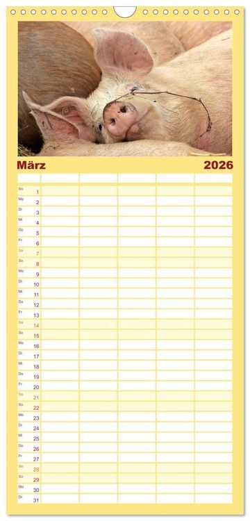 Produktbild: Familienplaner 2026 - Der Schweinekalender mit 5 Spalten (Wandkalender, 21 x 45 cm) CALVENDO