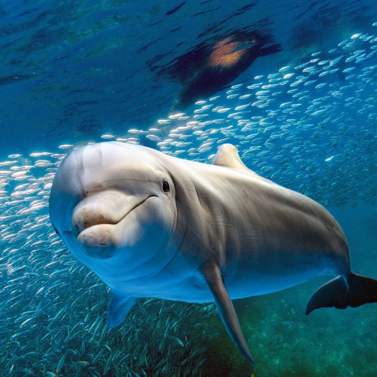Produktbild: Delfine / Dolphins 2027