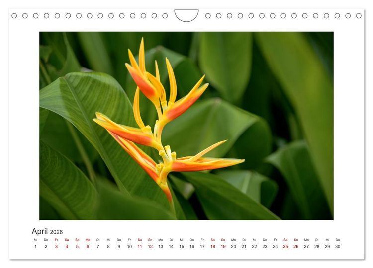 Produktbild: Seychellen - unterwegs mit Julia Hahn (Wandkalender 2026 DIN A4 quer), CALVENDO Monatskalender